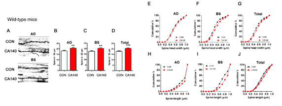 정상 마우스에서 CA140에 의한 dendrite spine 형성 및 모양 변화