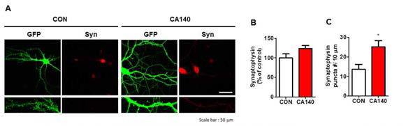 CA140 처리에 의한 synaptophysin의 puncta number 증가