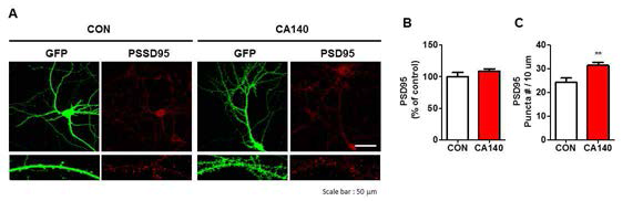 CA140 처리에 의한 post-synaptic marker PSD-95의 puncta number 증가