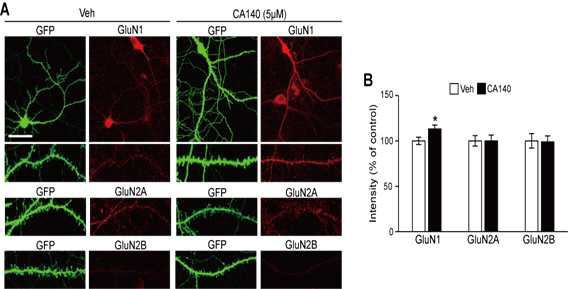 CA140 처리에 의해 NMDA receptor subtype의 발현 변화
