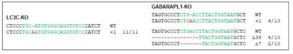 LC3C와 GABARAPL1 결핍 세포주 제작