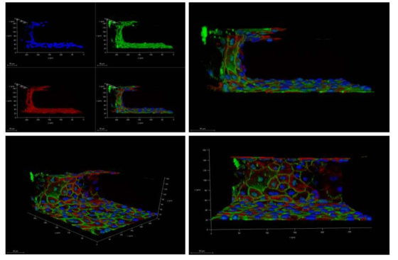 뇌 혈관 장벽 모사 microfluidic chip