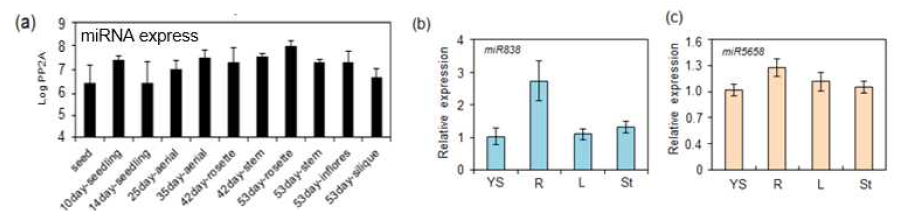 miR838(a와 b)과 miR5658(c)의 발달 조직부위별 발현 조사. a, 공용데이터 베이스를 이용한 miR838 발현 조사. b와 c, TaqMan qRT-PCR을 이용한 miR838과 miR5658 유전자의 상대적 발현. YS, 유묘; R, 뿌리; L, 4주된 잎; St, 5주된 줄기