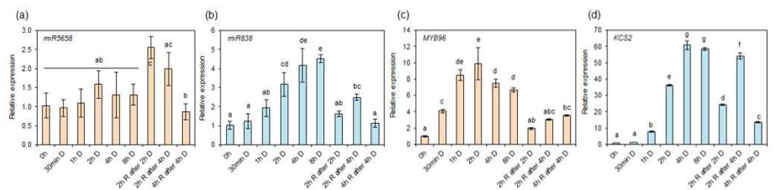 가뭄 및 가뭄 후 rehydration 조건하에서 miR5658(a)과 miR838(b)의 발현 변화와 두 microRNA의 타겟 유전자인 MYB96(c)와 KCS2(d)와 의 발현 변화 조사. D, drought; R, rehydration. ANOVA의 95% 신뢰수준