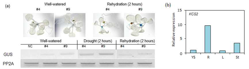 pMIR838:GUS 형질전환체의 GUS 염색 결과(a)와 miR838의 타겟 유전자인 KCS2의 조직부위별 발현 양상(b). a, #4와 #9는 형질전환체 라인들을 이용하여 rehydration조건에서 GUS 염색 사진 및 GUS 유전자의 전사체 분석을 수행한 결과. b, KCS2 전사체의 조직 부위별 발현. YS, 유묘; R, 뿌리; L, 4주된 잎; St, 5주된 줄기