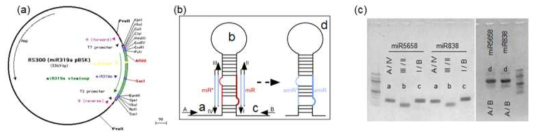 인공적인 miRNA 제작에 필요한 Overlap PCR 방법. a, pRS300 벡터의 구조. b, overlap PCR 수행을 위한 개시체 및 miR319a이론적 구조의 모식도. c, 실제로 수행되어진 miR838과 miR5658의 인공적인 microRNA의 단편 DNA 가닥의 전기영동 결과