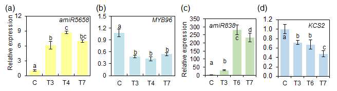 amiR5658(a 그리고 b)과 amiR838(c 그리고 d) 과다발현체에서 miRNA와 타겟 유전자의 발현분석. a, amiR5658 발현. b, miR5658의 타겟 유전자 MYB96의 발현. c, amiR838 발현. d, miR838의 타겟 유전자 KCS2의 발현. C, 야생형(Col-0). T3~ T7은 각 형질전환체. ANOVA의 95% 신뢰수준