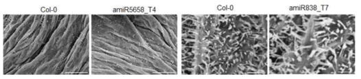 정상조건에서 5주된 식물체의 줄기 윗부분을 야생형(Col-0)과 amiR5658 T4과 amiR838 T7 과다발현체에서 주사전자현미경을 통해 큐티클 왁스 표현형 관찰. amiR5658은 줄기 맨 윗부분에서 약 5mm이내의 부위에서 측정하였고, amiR838의 경우에는 5mm 아래에서 관측. 측정 배율은 10 ㎛