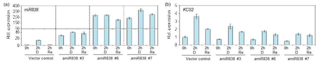 대조구와 amiR838 라인들에서 가뭄스트레스와 rehydration 조건에서 miR838(a)과 KCS2(b)의 qRT-PCR을 이용한 전사체 분석