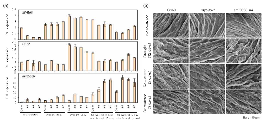 야생형과 amiR838 라인들에서 가뭄스트레스와 rehydration 조건에서 miR5658과 MYB96, 그리고 MYB96의 타겟 유전자중 하나인 CER1의 qRT-PCR을 이용한 전사체 분석(a) 및 가뭄, 가뭄 처리 후 rehydartion 조건에서 야생형, myb96, amiR5658 T4 식물체의 줄기에서 주사전자 현미경을 통한 왁스 크리스탈 관찰(b)