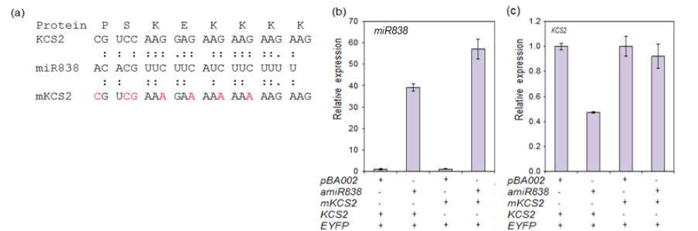 KCS2 전사체의 mutation과 miR838에 의한 KCS2 전사체의 분해변화 비교. a, KCS2 전사체의 mutation 시킬 부위의 모식도. 빨간색의 변화시킨 염기서열. b, qRT-PCR을 통한 miR838의 발현 분석. c, qRT-PCR을 통한 KCS2 전사체의 발현 분석. eYFP는 RNA의 양과 질을 확인하기 위해 사용됨