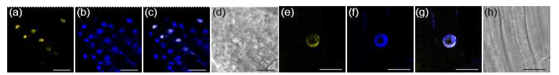 공초점 현미경(confocal microscope)을 이용한 애기장대 형질전환체에서 DEWAX2 형광 신호 관찰. 뿌리 끝(a~d)과 hypocotyl(e~h). b와 f, DAPI 염색을 이용하여 UV에서 관찰. c와 g, 형광단백질 신호와 DAPI 신호를 합친 결과. c와 h, 광학 현미경의 세포 모습. Scale bars = 15 μm