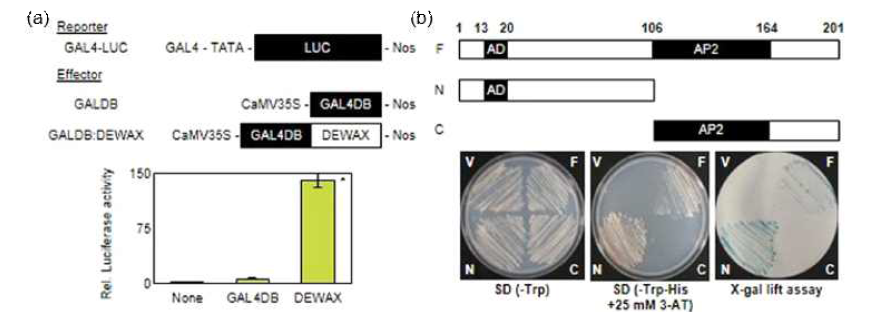 DEWAX2의 전사조절 활성도 조사. a, 사용한 플라스미드의 모식도. GBD, Gal4 DNA-binding domain; LexA DBD, LexA DNA-binding domain; VP16, herpes virus protein VP16 fused to the LexA DNAbinding domain (DBD); DEWAX2, full-length DEWAX2 fused to the GBD; 35S-GUS (pBI221), 대조군. b, 담배잎 원형질체에서 DEWAX2의 전사조절 활성도. (a)에서 모식된 플라스미드를 조합별로 넣은 후 luciferase활성을 측정하고 GUS 활성은 단백질 발현의 비교를 위한 용도로 사용함