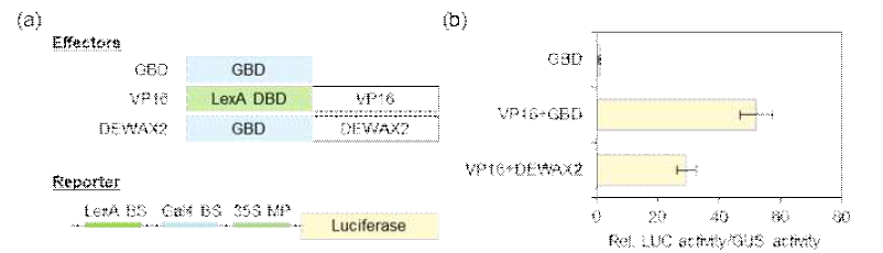 담배 원형질체와 효모를 이용한 전사조절 활성 실험. a, 상대적 LUC 활성 측정. GAL4, galactose-inducible gene promoter; LUC, luciferase; GAL4DB, GAL4 DNA-binding domain; Nos, nopaline synthase terminator; CaMV35, cauliflower mosaic virus 35S promoter. 별은 Student’’s t-test (P < 0.01)결과 b, 효모에서 X-Gal 활성 측정. F, N, or C construct는 각각 SD/Trp-과 SD-His-에 25 mM 3-AT media를 첨가하여 선별함. F, 전체 길이의 DEWAX in pGBKT7; N, N-말단 도메인을 가진 DEWAX in pGBKT7; C, C-말단 도메인을 가진 DEWAX in pGBKT7; V, 공벡터 pGBKT7; AD, activation domain; AP, DEWAX의 AP2 domain