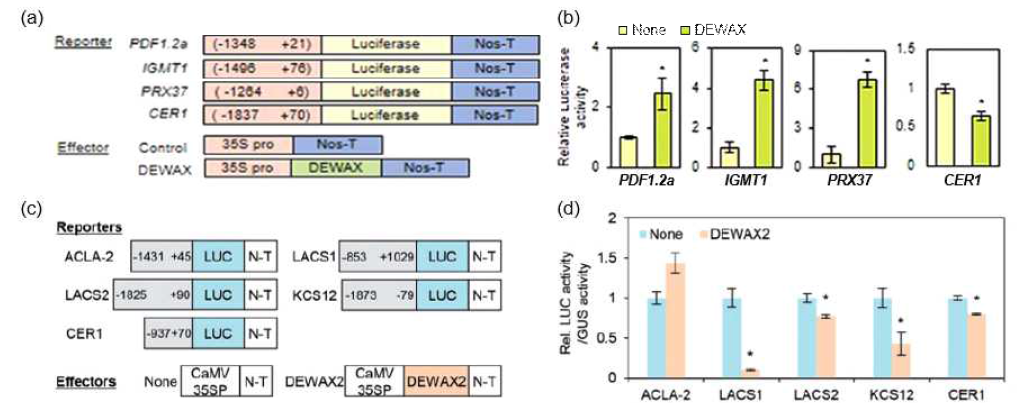 DEWAX(a, b)와 DEWAX2(c, d)의 하부 유전자의 transactivation assay 결과