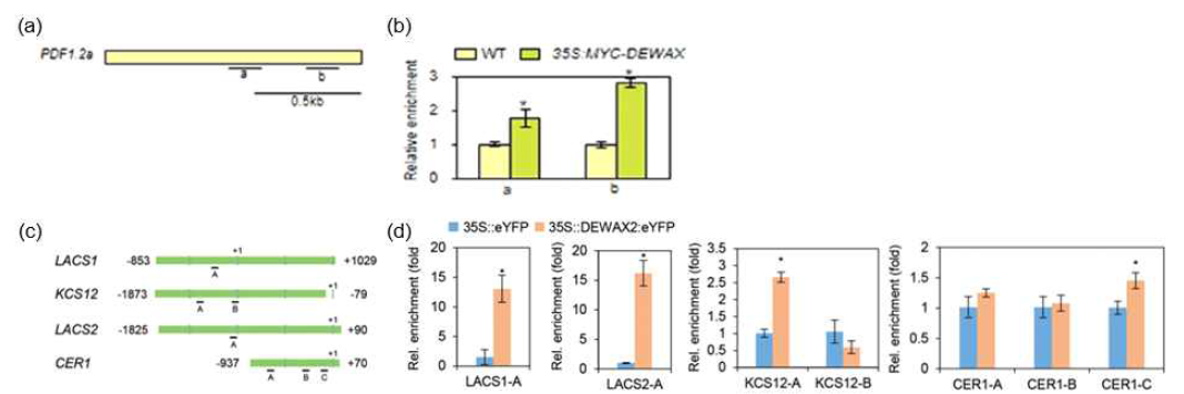 DEWAX와 DEWAX2 타겟 유전자의 프로모터에 대한 chromatin immunoprecipitation(ChIP) assay. a와 c, 타겟 유전자의 프로모터에 포함되어져 있는 GCC box motif의 모식도. b와 d, 타겟 유전자들의 프로모터에 대한 chromatin immunoprecipitation(ChIP) assay