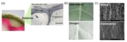 식물 표피세포 큐티클 구조(a), 정상 조건과 가뭄 스트레스 처리 후의 큐티클 왁스 생성(b) 및 정상 조건과 침수 스트레스 처리 후의 큐티클 왁스 crystal 구조(c)