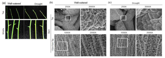 정상조건과 가뭄 조건에서 큐티클 왁스의 축적(a) 및 미세구조분석(b와 c). (a), 정상조건과 가뭄 조건하에서 줄기의 glossy한 표현형. (b와 c), Scanning electron microcrope(SEM)을 이용한 정상조건과 가뭄 조건에서의 줄기 상단의 큐티클 왁스 크리스탈의 모습. X, 미세구조 SEM 측정 배율