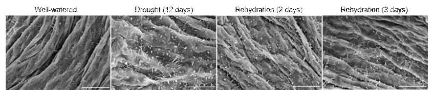 야생형 애기장대의 정상조건과 가뭄 조건, 가뭄 후 rehydration 조건하에서 큐티클 왁스 크리스탈의 구조의 SEM을 이용한 관찰. Bar=10 μm