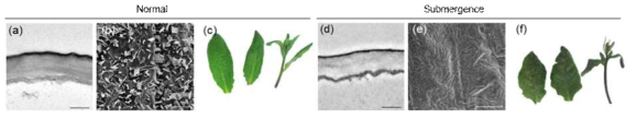 정상조건과 침수 조건에서 생육한 애기장대 잎과 줄기의 TEM (a, d), SEM (b, e) 그리고 Toluidine O-Blue 염색 (c, f) 분석. a, 정상조건에서 생육된 애기장대잎. b, 정상조건에서 생육된 애기장대 줄기. c, 정상조건에서 생육된 애기장대 잎과 줄기. d, 침수 조건에서 생육된 애기장대잎. e, 침수 조건에서 생육된 애기장대 줄기. f, 침수 조건에서 생육된 애기장대 잎과 줄기