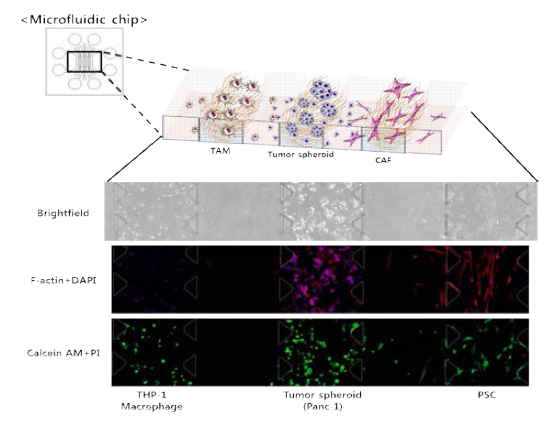 Microfluidic chip을 이용한 삼중공배양 모델 수립. 배양 세포 현미경 관찰 및 세포 형태, 세포 생존 확인