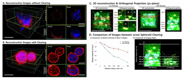 다세포암구상체의 투명화 처리 전후의 염색용 항체 투과도 비교 (A, B)과 빛 투과도 증가에 따른 3D 이미징 가능 영역의 비교 (C, D)