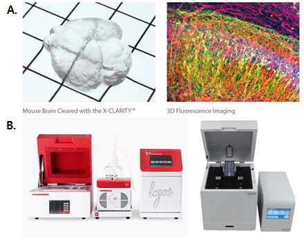 (A) Tissue Clearing 적용 사례 (B) 상용화 장비. X-CLARITY™ Systems (logos, 상), SmartClear Pro II (Lifecanvas technologies, 하)