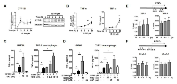 IS에 의한 TNF-α의 발현은 NF-κB 신호전달에 의해 negative하게 조절됨. A, 시간별 CYP1B1의 mRNA (왼쪽) 및 단백질 (오른쪽)의 발현. B, 시간별 TNF-α의 mRNA (왼쪽) 및 단백질 (오른쪽)의 발현. C-D, 화학적 NF-κB 저해제 Quinazoline (QNZ)과 peptide 저해제 IKKλ NEMO-binding domain inhibitory peptide (NBD) 사용하여 TNF-α 의 발현 확인. E-F, TNF-α 유전자의 AhR 결합 자리 (XRE)와 NF-κB 결합 자리 (NF-κB)에서의 AhR과 NF-κB의 결합 확인 (ChIP assay)