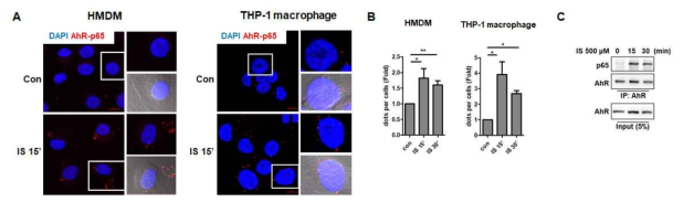 인간 대식세포에서 IS에 의한 AhR과 NF-κB와의 결합. A-B, in situ proximity ligation assay (PLA), AhR과 p65 항체를 이용하여 interaction확인함. red dot: AhR-p65 complex. B, 세포당 red dot수를 그래프로 나타냄. C, THP-1 대식세포에서 AhR과 p65의 co-immunoprecipitation