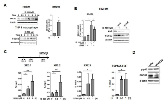 인간 대식세포에서 IS에 의한 SOCS2 발현. A, SOCS2 단백질 및 mRNA발현. B, AhR siRNA에 의한 SOCS2 mRNA와 단백질 발현 조절. C, ChIP assay를 통한 SOCS2 유전자 promoter에 AhR의 결합, XRE, xenobiotic response element. CYP1A1의 유전자에서의 AhR의 결합은 positive control. D, SOCS2 siRNA를 이용한 knock-down을 통한 NF-κB p65의 인산화의 조절