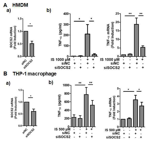 인간 대식세포에서 SOCS2에 의한 TNF-α의 조절. SOCS2 siRNA를 transfection 후 분비된 TNF-α의 양 및 mRNA 변화