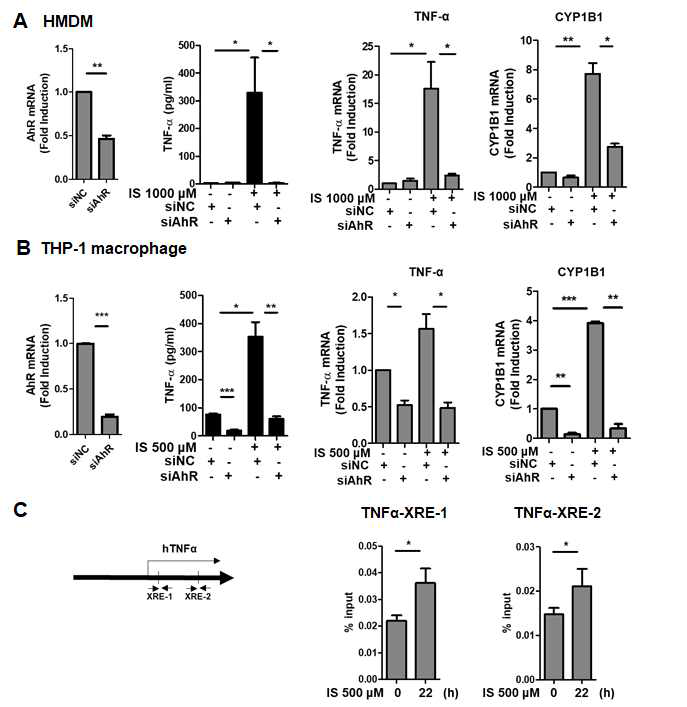 대식세포에서 IS에 의한 TNF-α에 대한 AhR의 영향. A, HMDM에서 AhR siRNA의 효과, B, THP-1 대식세포에서 AhR siRNA의 효과, C, AhR의 ChIP assay