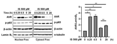 IS에 의한 AhR의 핵내로의 이동. THP-1 대식세포에서 IS를 시간대별로 처리한 후, 핵과 세포질로 분리한 후 AhR와 p-p65 항체를 이용해 핵내로의 이동을 확인. 그래프는 핵내로 이동한 AhR을 정량화함