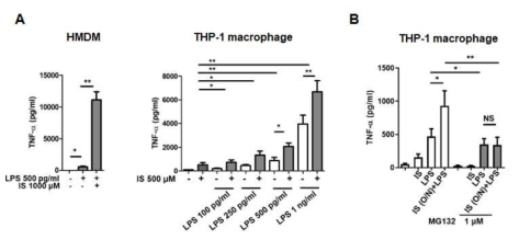 인간 대식세포에서 IS에 의한 AhR의 감소에 의한 TNF-α의 효과. A, LPS에 의해 증가된 TNF-α 발현에 대한 IS의 synergistic 효과. B, proteasome 저해제, MG132에 의한 증대된 TNF-α의 발현에 대한 효과