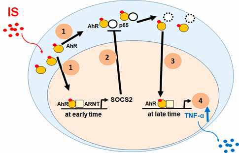 IS에 의한 TNF-α의 발현 기전 모식도