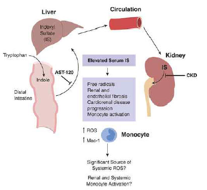 indoxyl sulfate의 대사 과정 및 만성 신부전증 유발 기전