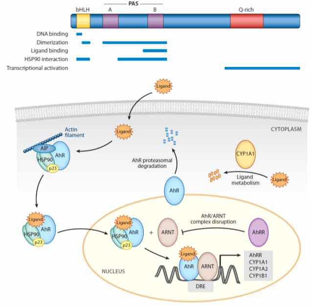 Aryl hydrocarbon receptor (AhR)의 domain과 일반적인 AhR pathway. AhR은 DNA 결합 자리와 리간드 결합 자리 존재함 (위). AhR은 HSP90과 결합되어 안정화되어 세포질에 존재하다 리간드가 결합하여 활성화되면 핵안으로 이동하여 cofactor ARNT와 결합하여 유전자의 발현을 위해 DRE (Dioxin-responsivie element)결합하여 관련 유전자의 전사를 활성화시키게 됨 (아래)