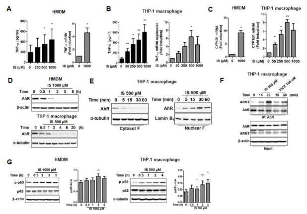 IS에 의한 TNF-α 증가 및 AhR과 NF-κB의 활성의 증가. A-B, TNF-α의 단백질 (왼쪽)과 mRNA (오른쪽) 발현. C, CYP1B1의 mRNA 발현. D, 시간에 따른 AhR의 분해. E, AhR의 핵으로의 이동. F, AhR과 ARNT와의 결합. G, NF-κB의 활성화, p65의 인산화