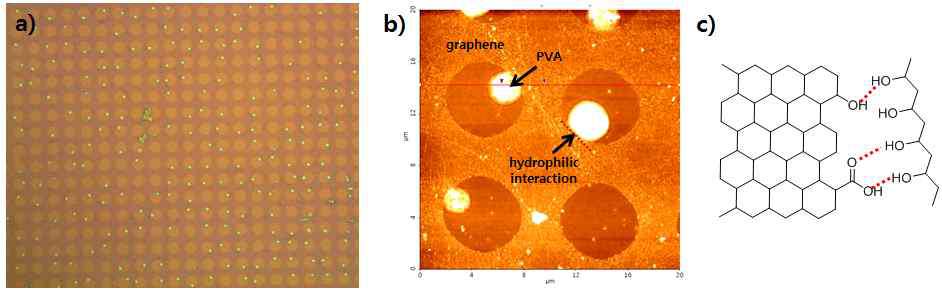 그래핀-PVA 상호작용을 보여주는 (a) 광학현미경 사진, (b) AFM 이미지, (c) 그래핀결함 부분과 PVA 수소결합 모식도