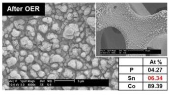 산 처리한 SnCoP에 대하여 OER 활성 평가를 진행한 후의 표면 SEM 이미지 및 EDS 결과