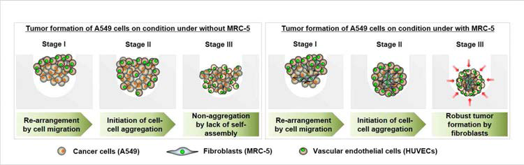 종양 미세환경 내 기질세포에 의한 세포 상호작용의 활성화에 따른 다세포 종양 오가노이드의 초기 형성 과정 증명을 위한 가설