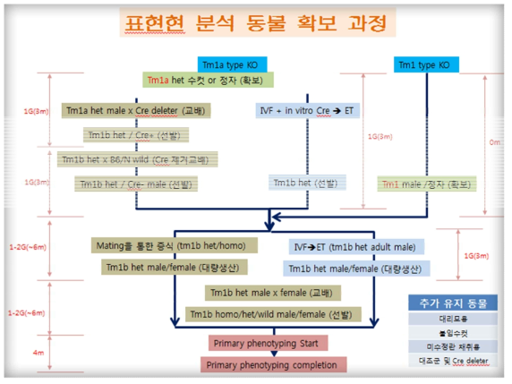 기본표현형 분석용 마우스 수량을 확보하기 위한 다양한 경로와 소요기간