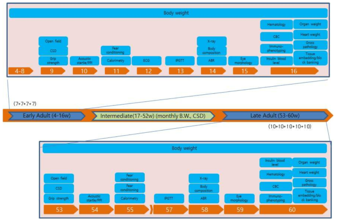 KMPC adult mouse phenotyping pipeline