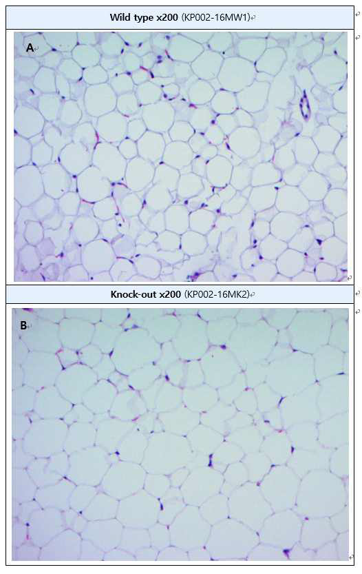 Viperin KO과 WT 마우스의 지방조직 세포 비교 (H&E staining) A: Wild type gonadal white adipose tissue (gWAT), B : Knock-out gWAT