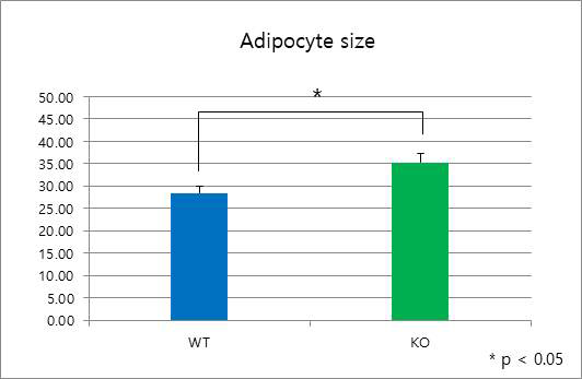 Viperin KO과 WT 마우스에서 지방세포 직경 비교