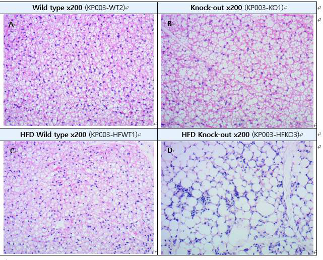 IDH2 KO과 WT마우스의 갈색지방 (H&E staining) A: Wild type interscapular brown adipose tissue (iBAT), B : Knock-out iBAT, C: High fat diet wild type iBAT, D : High fat diet knock-out iBAT