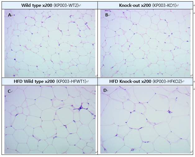 IDH2 KO과 WT 마우스의 지방조직 세포 비교 (H&E staining) A: Wild type gonadal white adipose tissue (gWAT), B : Knock-out gWAT, C: High fat diet wild type gWAT, D : High fat diet knock-out gWAT