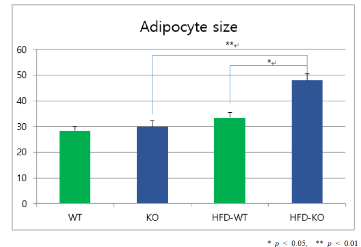 IDH KO 마우스와 WT에서 지방세포 직경 비교