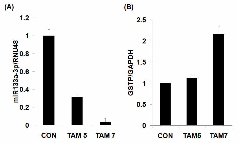 MCF7S 세포에서 Tamoxifen 처리에 의한 miRNA133a-3p의 저발현과 GSTP 발현의 회복. Tamoxifen 처리에 따른 miRNA133a-3p 발현(A) 및 tamoxfien 처리에 따른 GSTP mRNA 발현의 회복(B)