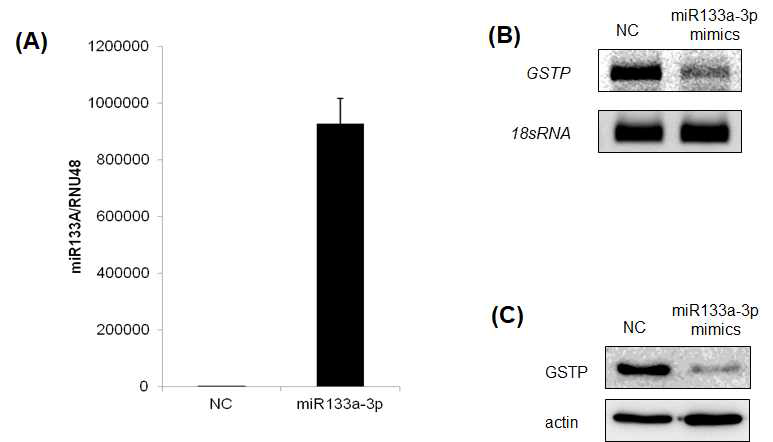 MCF-7:R 세포에 miR133a-3p mimics를 처리시 GSTP의 발현 변화. (A) mimics 처리에 의한 miR133a-3p의 발현 변화를 qRT-PCR로 확인함. (B) mimics 처리시 GSTP mRNA수준에서 현저한 발현감소를 보여주는 RT-PCR 반응 결과. PCR 결과물을 DNA agarose 겔 영동으로 확인함. (C) mimics 처리시 GSTP 단백질 발현량이 유의미하게 감소함을 western blot으로 확인함